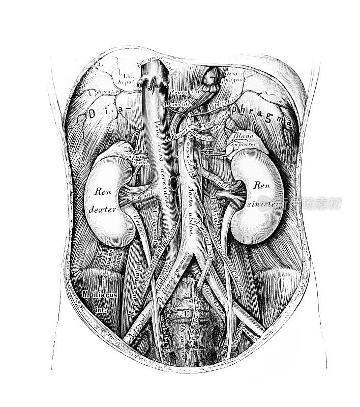 在《人类解剖学》(1875年，维也纳)的旧书《人的解剖》(anatomy des men)中对腹主动脉的过程和分支的说明